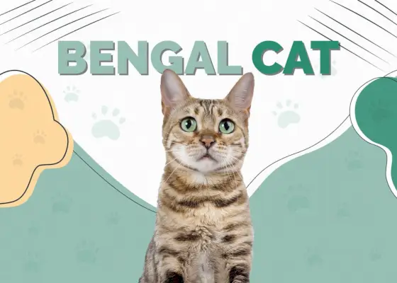 Bengalkatze