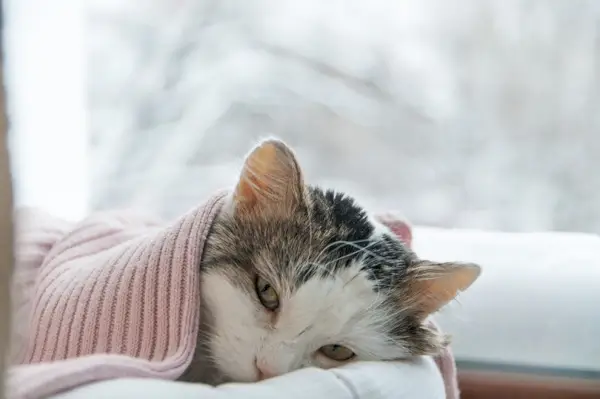 un chat malade couvert d'une couverture se trouve sur la fenêtre en hiver