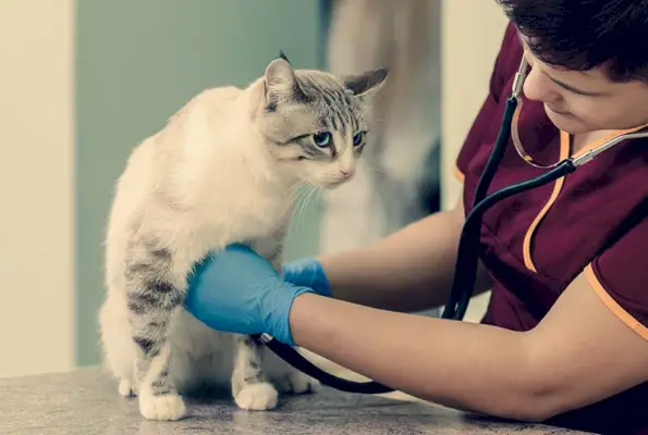 Médecin vétérinaire mesurant la fréquence cardiaque d'un chat mignon