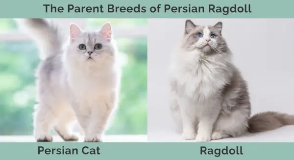 Raças parentais de mistura de gatos persas Ragdoll