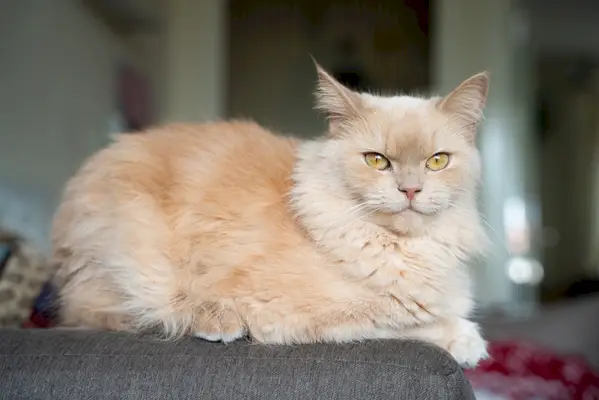 gato ragdoll persa amarelo no sofá