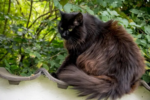 gato negro al aire libre