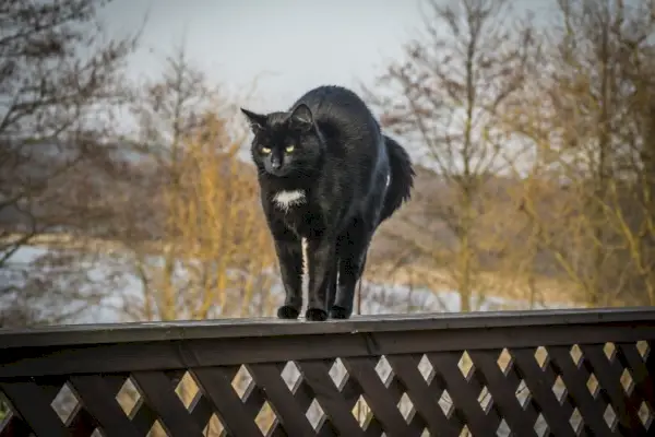 gato negro estirándose