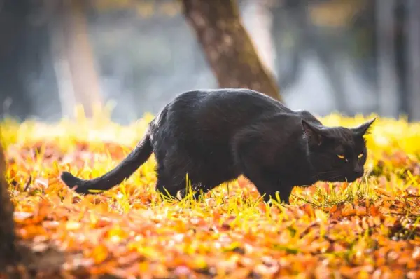 Eructo de gato negro