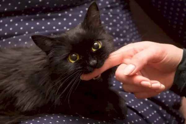 gato negro jugando con la mano de una mujer y mordiéndose el dedo