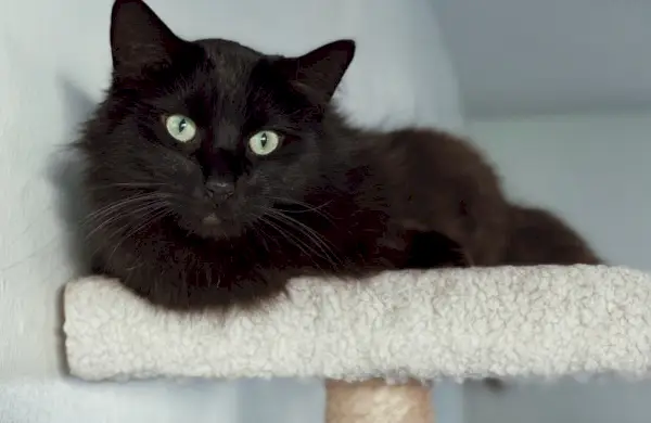 gato negro acostado en un árbol para gatos