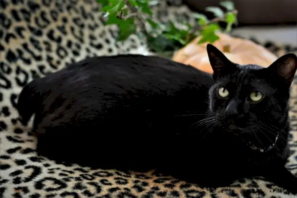 gato bobtail japonés negro acostado