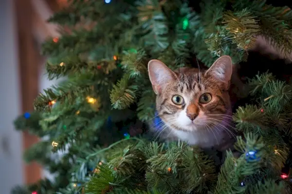 Katze ragt Kopf aus künstlichem Weihnachtsbaum mit Lichtern heraus