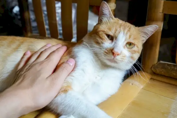 gatto arancione toccato dalla mano dell'uomo