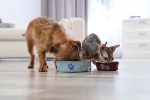 Hund und Katze essen zu Hause gemeinsam Tierfutter