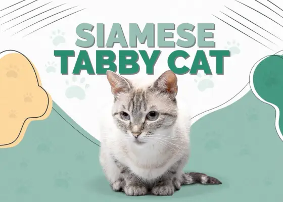 Mix siamských tabby mačiek: Informácie, obrázky, vlastnosti a fakty