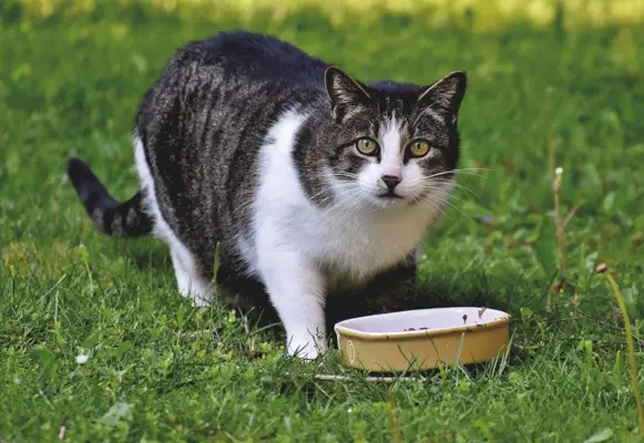 Katze frisst, Teller im Garten