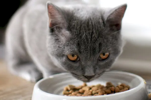 Russische blaue Katze frisst Trockenfutter in einer Schüssel