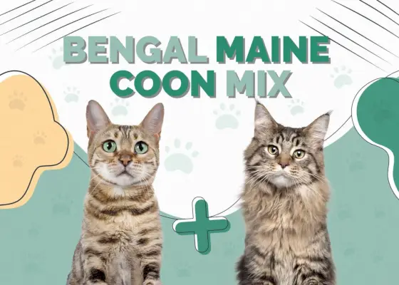 Bengalische Maine-Coon-Mix-Katze