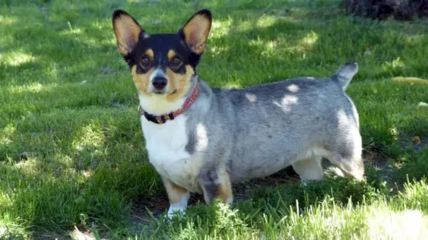 Corgi Cattle Dog (Australian Cattle Dog & Corgi Mix): informació, imatges, fets