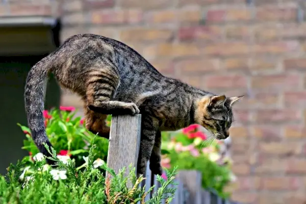 Katze springt über Zaun