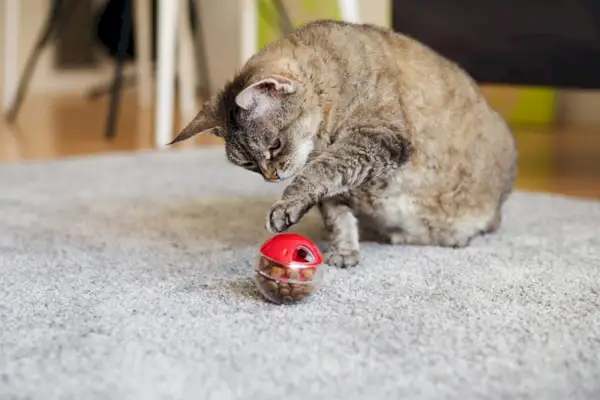 berninpaimenkoiran pentu odottaa välipalaa koiran herkkupussista