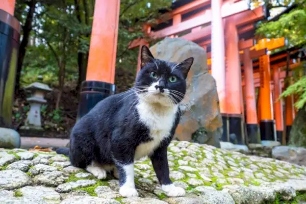 Sounds Cats Love: Heidän 10 suosikkiaan