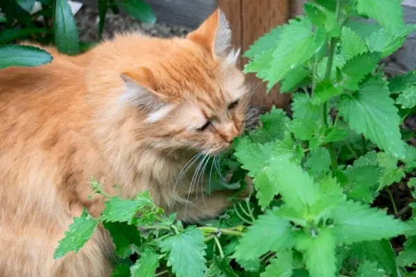 tabby cat njuter av kattmynta i trädgården