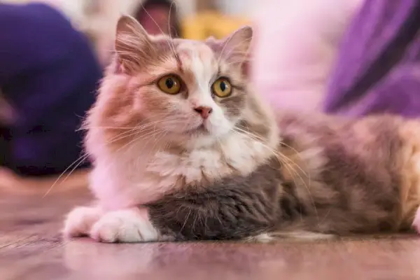 Ovatko Munchkin Cats hypoallergeenisia? Eläinlääkärin arvioimat faktat ja UKK