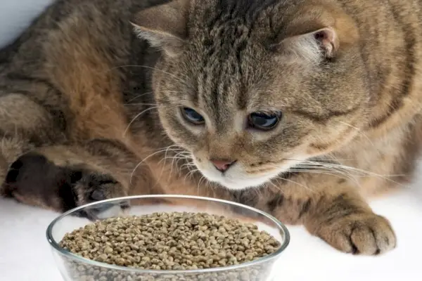 Chat assis devant un bol de graines de chanvre