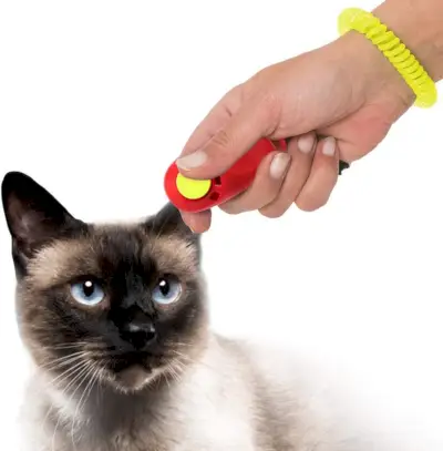 chat siamois clicker