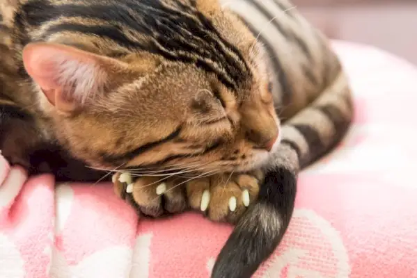 gato enrolado dormindo com tampas de unhas