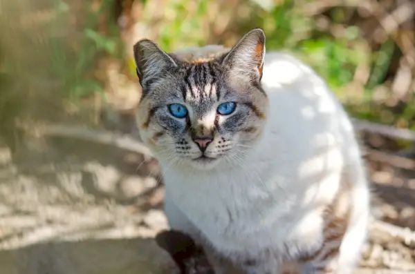 Porträt eines Ojos azules mit blauen Augen