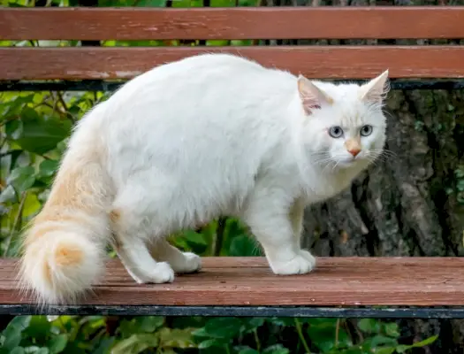 Türkische Van-Katze steht auf der Bank