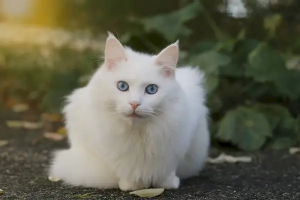 Schöne weiße türkische Katze mit blauen Augen