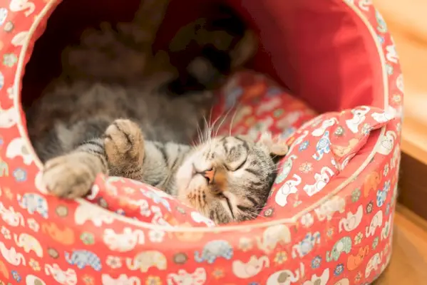 kattenslaap op een kleurrijk kattengrotbed