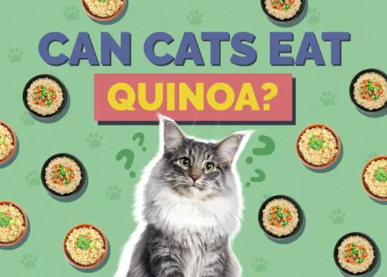 Können Katzen Quinoa essen?