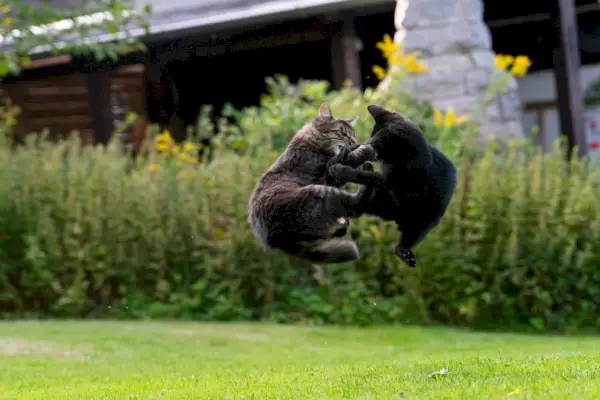 Zwei Katzen kämpfen im Kung-Fu-Stil