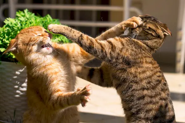 Zwei junge Ingwer- und Braunkatzen kämpfen im Garten