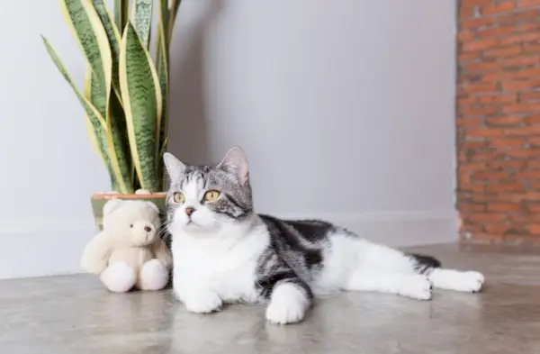 Gatto carino vicino a una pianta di serpente all'interno