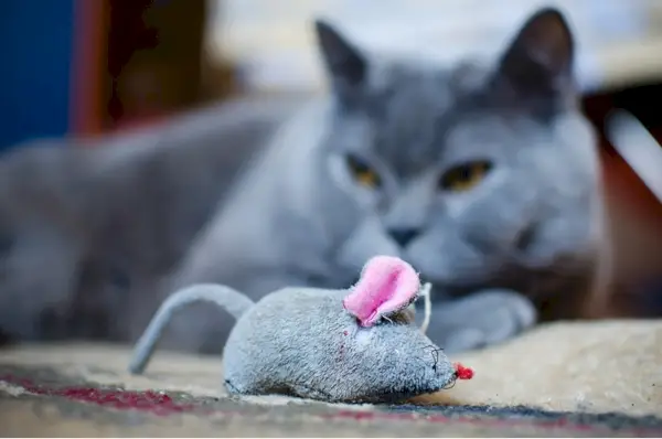 Gatto con il giocattolo del topo