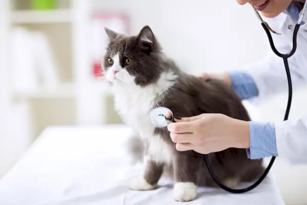 check-up veterinário em gato persa