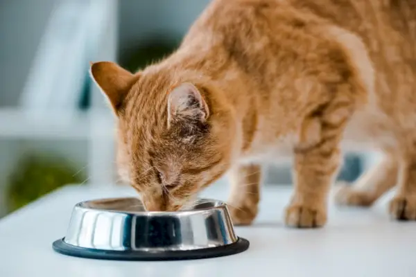 chat tigré rouge buvant ou mangeant dans un bol en métal