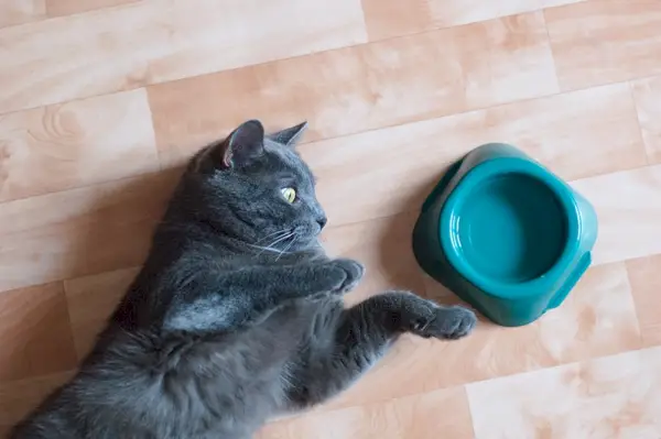 Chat gris sur le sol de la pièce près d'un bol d'eau