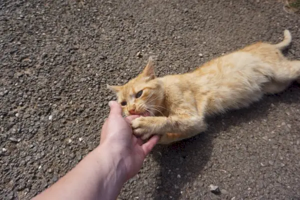 Katze knabbert an der Hand des Menschen