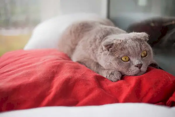 Um triste e lindo gato escocês prateado com enormes olhos âmbar, cheio de estresse