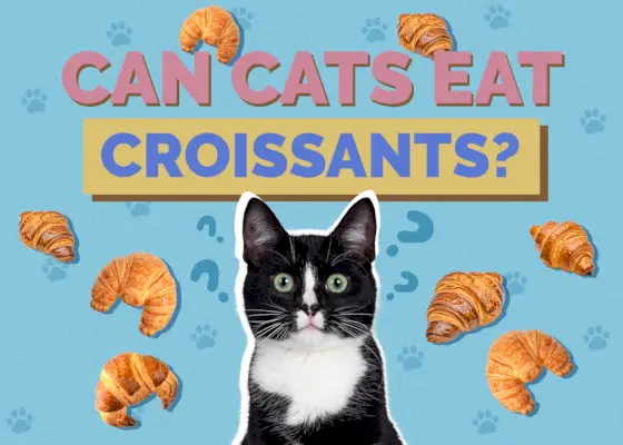 I gatti possono mangiare i croissant? Fatti e domande frequenti esaminati dai veterinari