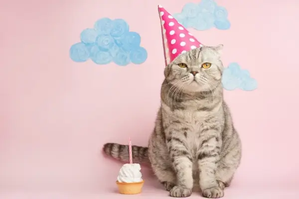 Gato con gorro de fiesta celebrando su cumpleaños con un pastel.