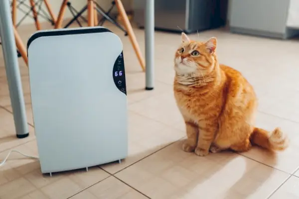 Katze sitzt in der Nähe des Luftreinigers