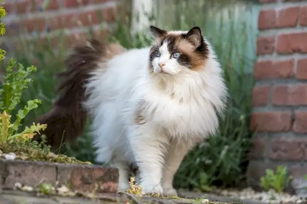 Quanto costa un gatto Ragdoll? Guida ai prezzi 2024