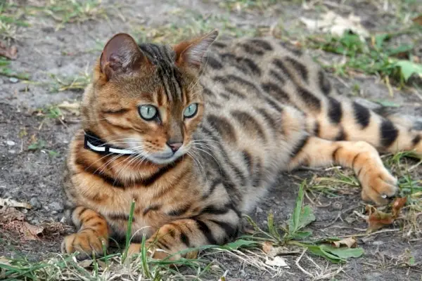 Gatto del Bengala sdraiato a terra