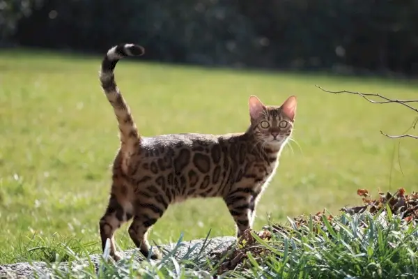 Gatto del Bengala in piedi nel giardino