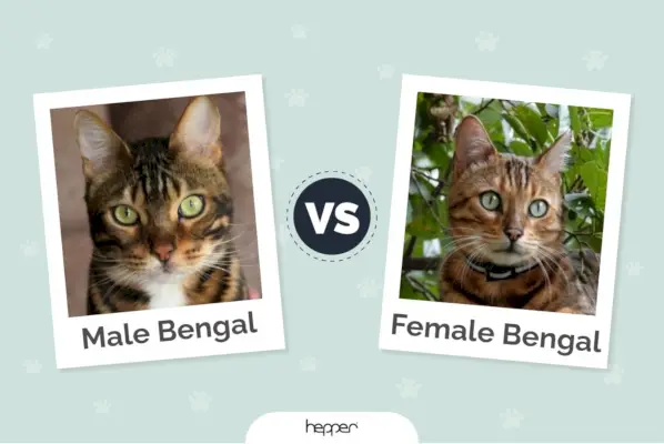 Gatto Bengala maschio e femmina: qual è la differenza? (Con immagini)