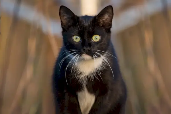 Pisicuta de smoking maine coon