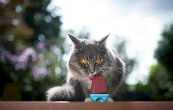 zils tabby Maine Coon cat laiza mājās gatavotu saldējumu, kārums popsicle